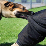 When a Bite Happens at a Business: How a Dog Bite Lawyer Navigates Commercial Liability