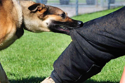 dog bite lawyer